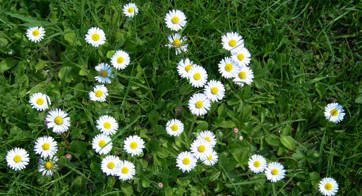 Weiße Gänseblümchen mit gelben Zentren auf grünem Gras
